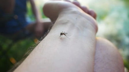 How To Keep Mosquitoes Away While Camping