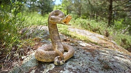 How To Keep Snakes Away While Camping